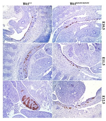 研究组 高飞组   哺乳动物的性腺是由生殖细胞和体细胞两类细胞组成的